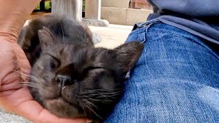 神社に行くと床下から黒猫ちゃんがモフられに出てきた【感動猫動画】