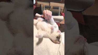 お腹をベッドにして爆睡しちゃう子猫が可愛い！ #shorts #子猫【ぽてとチャンネル】