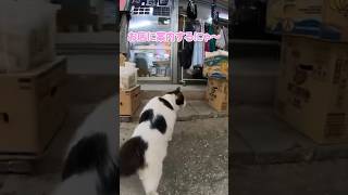 お店に案内してくれる猫がかわいすぎる【感動猫動画】