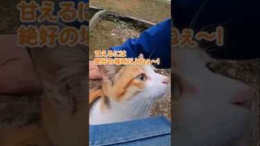 他の猫に取られないように秘密の場所まで連れていかれましたw#shorts【感動猫動画】