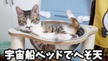 へそ天☆宇宙船ベッド最強の使い手な猫ゴマちゃん☆くつろぎ方が貫禄ありすぎ！猫鍋状態　【リキちゃんねる　猫動画】 キジトラ 猫のいる暮らし