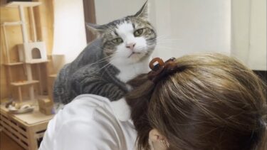 お母さんに撫でられるとベロを仕舞い忘れる猫【ひのき猫】