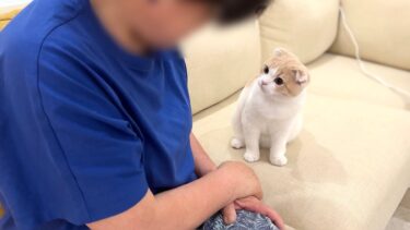 イタズラしたら初めてばあばに怒られた子猫がこうなっちゃいました…【もちまる日記】