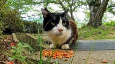 公園の猫ちゃん朝ごはん中でした【感動猫動画】