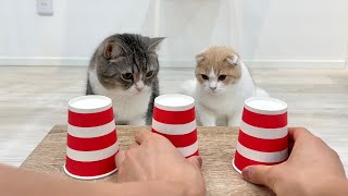 猫たちとおやつどっちだゲームをしてみたら賢すぎてまさかのこうなりましたw【もちまる日記】