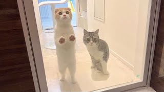 長風呂してるとガラス越しに圧をかけてくる猫たちが可愛すぎましたw【もちまる日記】