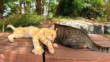 地獄巡り入口、今日の門番猫もサボってました【感動猫動画】