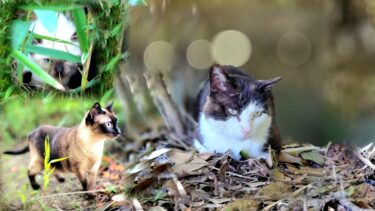 シャムエを保護した公園で保護することが難航している黒白猫の所へ行ってきた結果【CuteWoo】