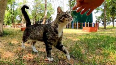 公園に猫がいたので手を差し出すとその手を掴んで頭を擦り付けてきてカワイイ【感動猫動画】