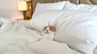 ホテルのベッドが気持ち良すぎて寝坊してる子猫がかわいすぎましたw【もちまる日記】