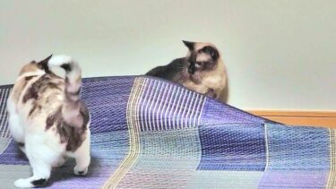 シャムエが潜り込んで膨らんだ御座を元通りに戻すペポ猫😲【CuteWoo】