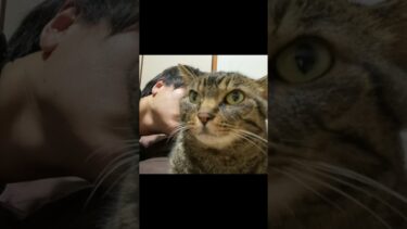 猫のお尻の匂いを嗅ぎ続けた結果…【てん動画】