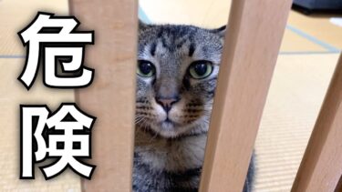 狂暴猫の柵に手を入れたら指が…【てん動画】