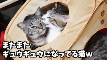 超狭小ハウスでごり押しな毛づくろいを強要する弟猫☆扱いが雑で可哀そうなお兄ちゃん猫ｗ【リキちゃんねる　猫動画】 キジトラ 猫のいる暮らし