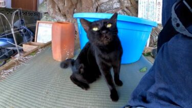 漁港にいた黒猫ちゃん、ナデナデすると喜んで大きな木陰の休憩処まで付いてきた【感動猫動画】