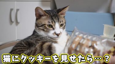 リアクションがびっくりすぎる猫☆カルディのおやつを見せるごとに反応が派手すぎるゴマちゃん【リキちゃんねる　猫動画】 キジトラ 猫のいる暮らし