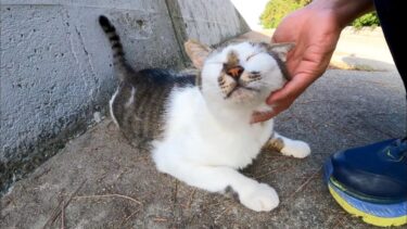 防波堤の日陰で寝ていた野良猫を撫でると喜んで擦り寄ってきた【感動猫動画】