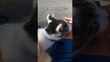 天国すぎる空間#shorts【感動猫動画】