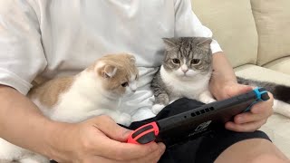 ゲームしていると膝に集まって来る猫たちがかわいすぎました…笑【もちまる日記】