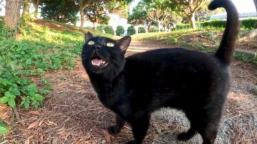 松林でよく喋る黒猫に出会った【感動猫動画】