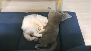 超仲悪いのに超近いんですけど【kokesukepapa】