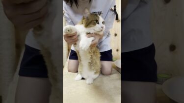 秀吉、可愛くてごめん【ひのき猫】