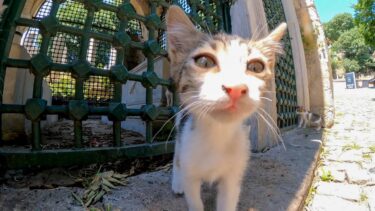猫の親子を撮ると子猫がカメラを掴んできてカワイイ【感動猫動画】
