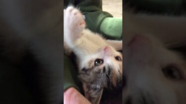 子猫のもこたんの可愛すぎる猫パンチ！ #子猫 #shorts【ぽてとチャンネル】