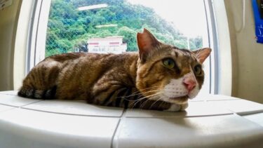 窓際の猫【感動猫動画】