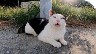 変な髪型のハチワレ猫?何か話し掛けてきた【感動猫動画】