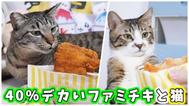 【ファミマ・だいたい40%増量キャンペーン】でっかいファミチキ買って来たら猫のクンクン&いらんいらん攻撃も4割以上増し!?リアクション大賞な猫はまだまだ健在 【猫のいる暮らし】