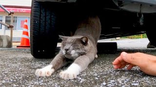 車の下で寝ていた猫が起きてモフられにきた【感動猫動画】