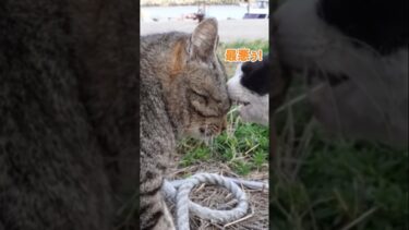 また喧嘩の内容を予想してみたらやっぱり可愛かった…#shorts【感動猫動画】