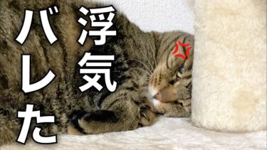 他の猫への浮気がバレて家猫に大激怒されました…【てん動画】