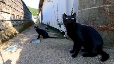 トウヤでは猫の井戸端会議が行われています【感動猫動画】