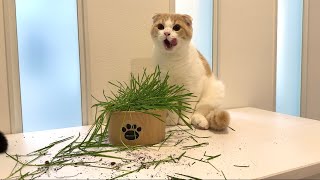 育ててる途中の猫草が全部猫たちに食べ尽くされてこうなってました…【もちまる日記】