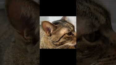 凶暴猫と一緒にひなたぼっこしようとした結果… #猫 #てん #ふく【てん動画】