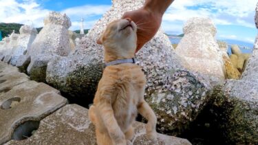 猫島の猫ちゃん、頭を撫でると伸び上がって撫でられてカワイイ【感動猫動画】