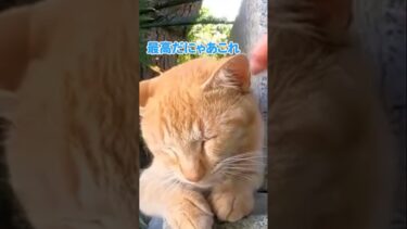 この猫を撫でるとご利益がある気がします#shorts【感動猫動画】