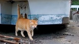船の下から猫がモフられに出てきた【感動猫動画】
