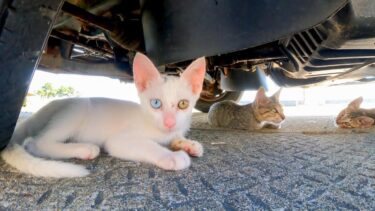 車の下にいた子猫の白猫ちゃんは綺麗なオッドアイ【感動猫動画】