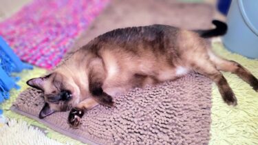 風呂に入ろうとしたらゴロゴロ転がりに来たシャム猫と棚に侵入するペポ猫🛀【CuteWoo】