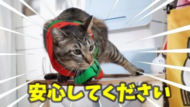 『安心してください！はいていませんよ（ﾄﾞﾔｧ）』とにかくかわいいガー村　【リキちゃんねる　猫動画】 キジトラ 猫のいる暮らし