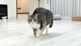 散髪して帰ったら猫に認識してもらえず大変なことになりました…【もちまる日記】