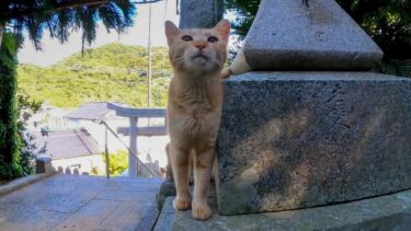 島の神社に行くと猫がいて癒やされる【感動猫動画】