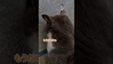 落ち込んでる猫の気持ちを予想してみたら可愛すぎた#shorts【感動猫動画】