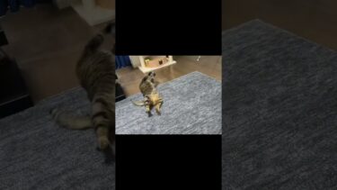 頭を強打してしまった凶暴猫… #猫【てん動画】