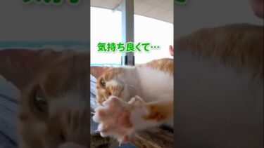 子どものナデナデが気持ち良すぎて…#shorts【感動猫動画】