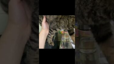 コンロに登る凶暴猫を叱ったら…【てん動画】