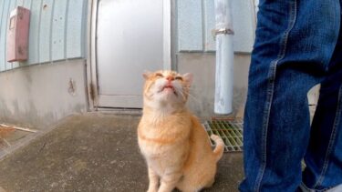漁港にいた野良猫がかわい過ぎる【感動猫動画】